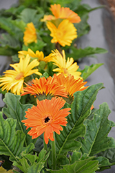 Jaguar Fire Dark Center Gerbera Daisy (Gerbera 'Jaguar Fire Dark Center') at Lakeshore Garden Centres