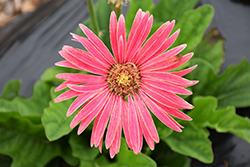 Jaguar Pink Gerbera Daisy (Gerbera 'Jaguar Pink') at Lakeshore Garden Centres