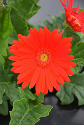 Jaguar Red Gerbera Daisy (Gerbera 'Jaguar Red') at Lakeshore Garden Centres