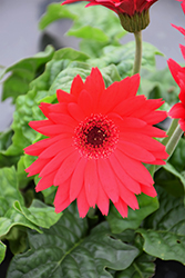 Jaguar Rose Dark Center Gerbera Daisy (Gerbera 'Jaguar Rose Dark Center') at Lakeshore Garden Centres