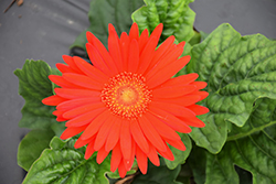 Jaguar Scarlet Gerbera Daisy (Gerbera 'Jaguar Scarlet') at Lakeshore Garden Centres