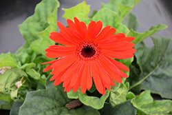 Jaguar Scarlet Shades Dark Center Gerbera Daisy (Gerbera 'Jaguar Scarlet Shades Dark Center') at Lakeshore Garden Centres