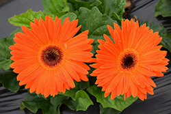 Jaguar Tangerine Dark Center Gerbera Daisy (Gerbera 'Jaguar Tangerine Dark Center') at Lakeshore Garden Centres