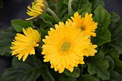 Jaguar Yellow Gerbera Daisy (Gerbera 'Jaguar Yellow') at Lakeshore Garden Centres