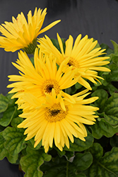 Jaguar Yellow Dark Center Gerbera Daisy (Gerbera 'Jaguar Yellow Dark Center') at Lakeshore Garden Centres