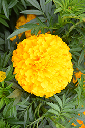 Big Top Gold Marigold (Tagetes erecta 'Big Top Gold') at Lakeshore Garden Centres