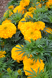 Big Top Gold Marigold (Tagetes erecta 'Big Top Gold') at Lakeshore Garden Centres