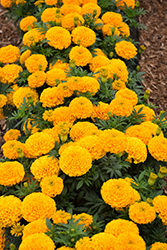 Taishan Gold Marigold (Tagetes erecta 'Taishan Gold') at Lakeshore Garden Centres