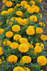 Proud Mari Gold Marigold (Tagetes erecta 'Proud Mari Gold') at Lakeshore Garden Centres