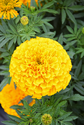 Proud Mari Gold Marigold (Tagetes erecta 'Proud Mari Gold') at Lakeshore Garden Centres