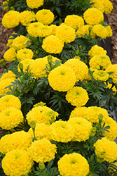 Proud Mari Yellow Marigold (Tagetes erecta 'Proud Mari Yellow') at Lakeshore Garden Centres