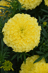 Antigua Primrose Marigold (Tagetes erecta 'Antigua Primrose') at Lakeshore Garden Centres