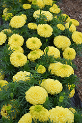 Antigua Primrose Marigold (Tagetes erecta 'Antigua Primrose') at Lakeshore Garden Centres