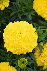 Antigua Yellow Marigold (Tagetes erecta 'Antigua Yellow') at Lakeshore Garden Centres