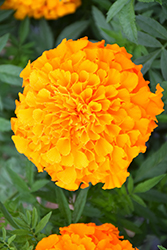 Perfection Orange Marigold (Tagetes erecta 'Perfection Orange') at Golden Acre Home & Garden