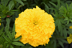 Perfection Yellow Marigold (Tagetes erecta 'Perfection Yellow') at Golden Acre Home & Garden