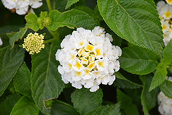 Havana Full Moon Lantana (Lantana 'Havana Full Moon') at Lakeshore Garden Centres