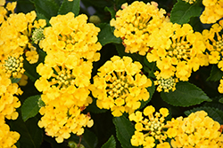 Havana Gold Lantana (Lantana 'Havana Gold') at Lakeshore Garden Centres