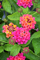 Havana Pink Sky Lantana (Lantana 'Havana Pink Sky') at Lakeshore Garden Centres