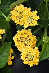 Luscious Bananarama Lantana (Lantana camara 'G12164') at Lakeshore Garden Centres
