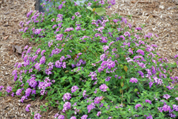 Luscious Grape Lantana (Lantana montevidensis 'Robpwpur') at Lakeshore Garden Centres