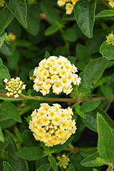 Luscious Lemonade Lantana (Lantana camara 'Robpwcrm') at Lakeshore Garden Centres