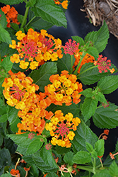 Luscious Marmalade Lantana (Lantana camara 'Luscious Marmalade') at Lakeshore Garden Centres