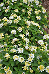 Luscious Royale Piña Colada Lantana (Lantana camara 'Luscious Royale Pina Colada') at Lakeshore Garden Centres