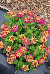 Bandana Cherry Lantana (Lantana camara 'Bante Cheria') at Lakeshore Garden Centres
