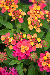 Bandana Cherry Lantana (Lantana camara 'Bante Cheria') at Lakeshore Garden Centres
