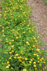 Landscape Bandana Gold Lantana (Lantana camara 'Landscape Bandana Gold') at Lakeshore Garden Centres