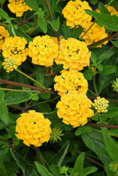 Landscape Bandana Gold Lantana (Lantana camara 'Landscape Bandana Gold') at Lakeshore Garden Centres