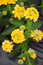Landscape Bandana Lemon Zest Lantana (Lantana camara 'Landscape Bandana Lemon Zest') at Lakeshore Garden Centres