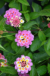 Landscape Bandana Pink Lantana (Lantana camara 'Landscape Bandana Pink') at Lakeshore Garden Centres