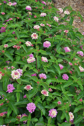Landscape Bandana Pink Lantana (Lantana camara 'Landscape Bandana Pink') at Lakeshore Garden Centres