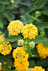 Landscape Bandana Yellow Lantana (Lantana camara 'Landscape Bandana Yellow') at Lakeshore Garden Centres