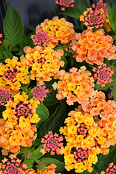 Bandana Orange Lantana (Lantana camara 'Bandana Orange') at Lakeshore Garden Centres