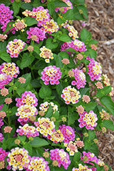 Bandana Peach Lantana (Lantana camara 'Bandana Peach') at Lakeshore Garden Centres