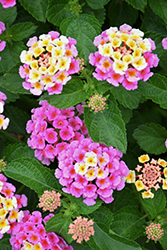 Bandana Pink Lantana (Lantana camara 'Bandana Pink') at Lakeshore Garden Centres