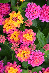 Bandana Rose Lantana (Lantana camara 'Bandana Rose') at Lakeshore Garden Centres