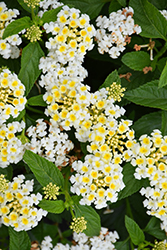 Bandana White Lantana (Lantana camara 'Ban Whit') at Lakeshore Garden Centres