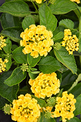 Bandana Yellow Lantana (Lantana camara 'Bandana Yellow') at Lakeshore Garden Centres