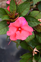 SunStanding Helios Salmon Pink Impatiens (Impatiens 'SunStanding Helios Salmon Pink') at Lakeshore Garden Centres
