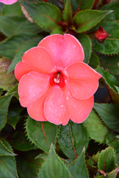 SunStanding Helios Coral Aurora Impatiens (Impatiens 'SunStanding Helios Coral Aurora') at Lakeshore Garden Centres