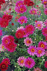 Percussion Maracas Red Marguerite Daisy (Argyranthemum 'Percussion Maracas Red') at Lakeshore Garden Centres