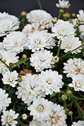 Percussion Maracas White Marguerite Daisy (Argyranthemum 'Percussion Maracas White') at Lakeshore Garden Centres