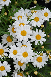 Percussion Perfect White Marguerite Daisy (Argyranthemum 'Percussion Perfect White') at Lakeshore Garden Centres