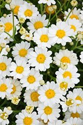 Percussion White Marguerite Daisy (Argyranthemum 'Percussion White') at Lakeshore Garden Centres