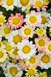 Aramis Apricot Marguerite Daisy (Argyranthemum frutescens 'Aramis Apricot') at Lakeshore Garden Centres
