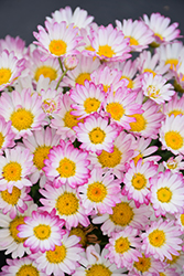 Aramis Bicolor Rose Marguerite Daisy (Argyranthemum frutescens 'Aramis Bicolor Rose') at Lakeshore Garden Centres